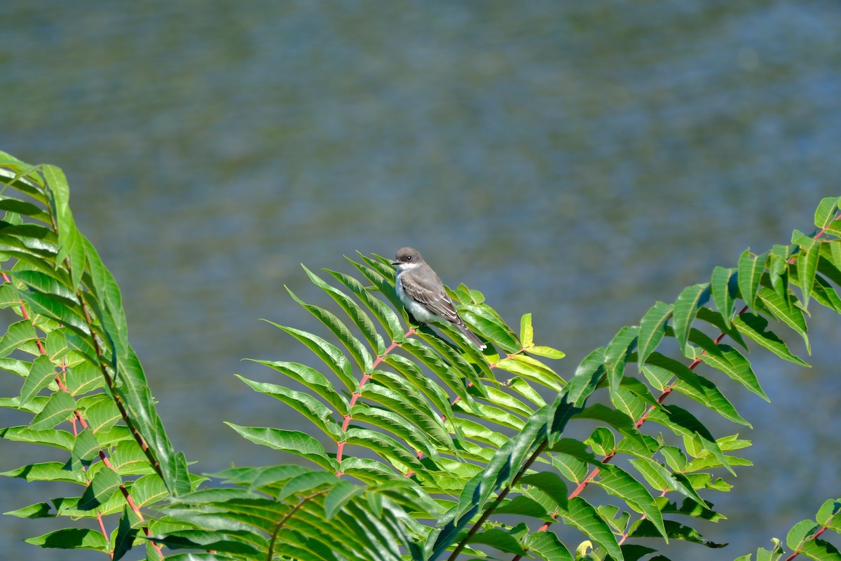 Eastern Kingbird - ML646894001