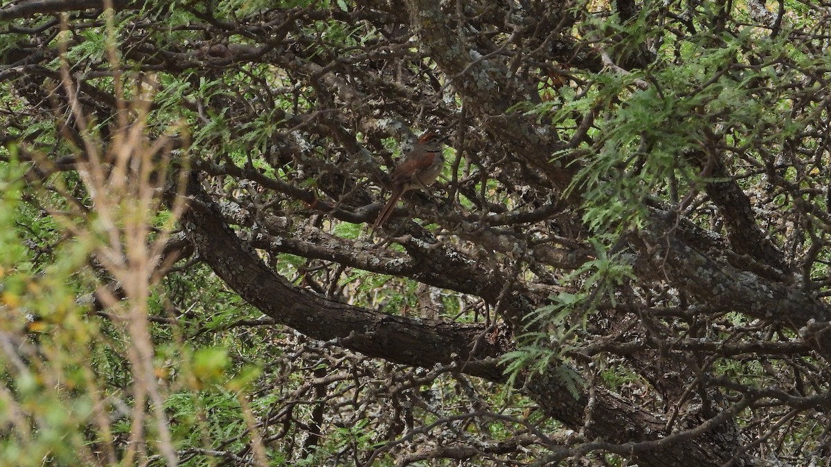 Graustirn-Dickichtschlüpfer - ML646894008