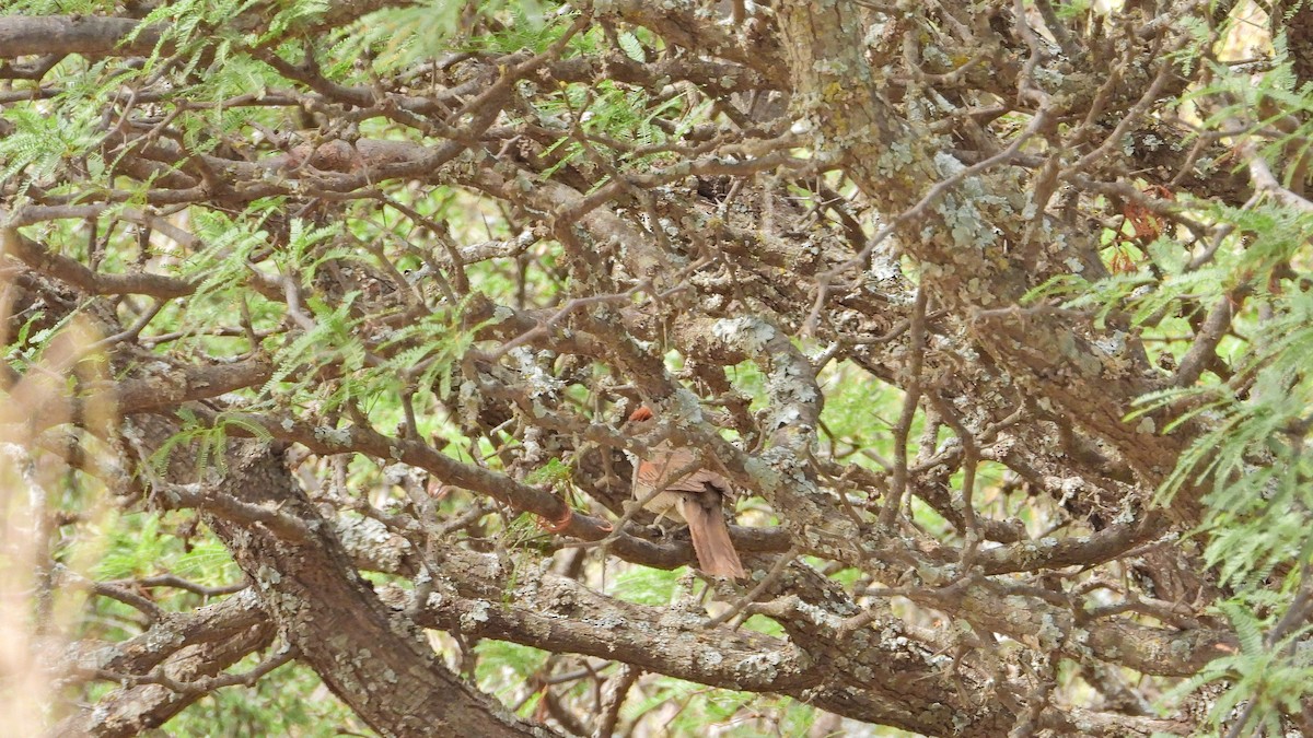 Graustirn-Dickichtschlüpfer - ML646894009