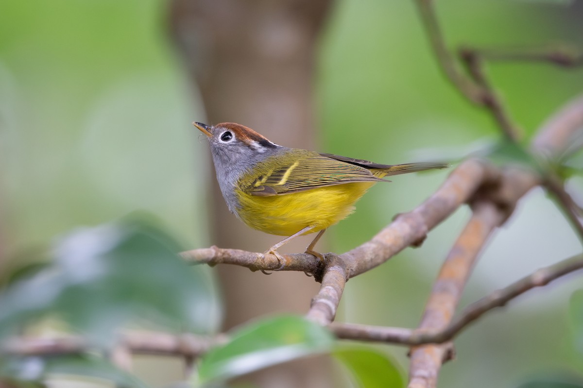 Chestnut-crowned Warbler - ML646894012