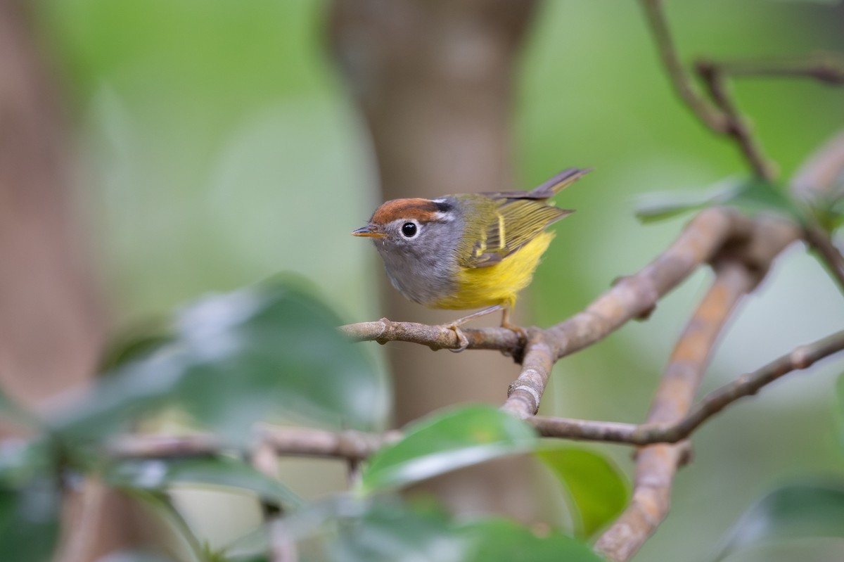 Chestnut-crowned Warbler - ML646894013