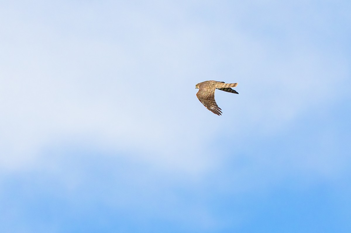 Eurasian Goshawk - ML646894020