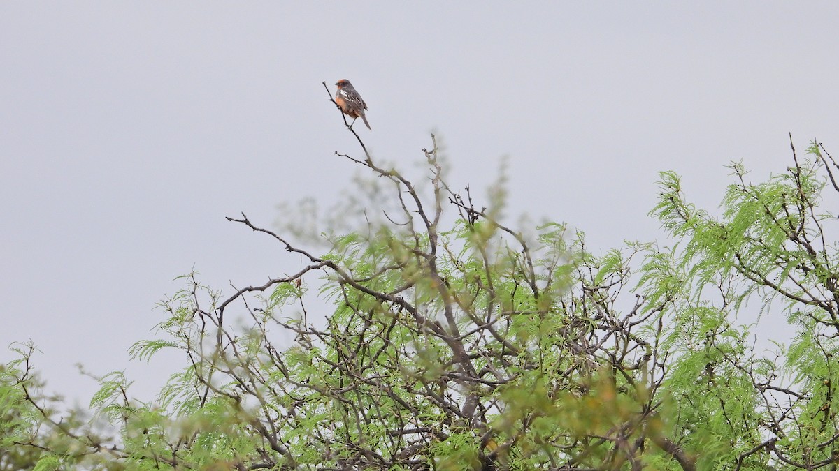 Zweibinden-Pflanzenmäher - ML646894021