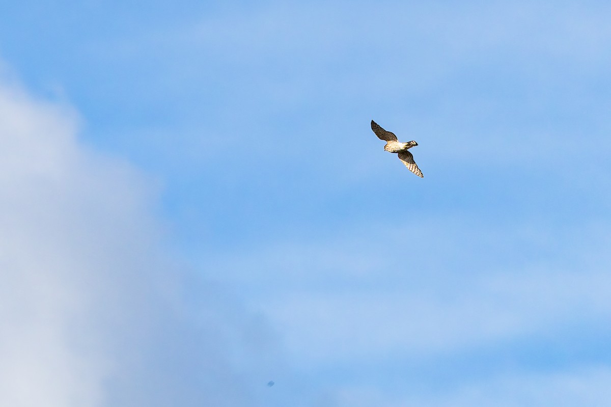 Eurasian Goshawk - ML646894022