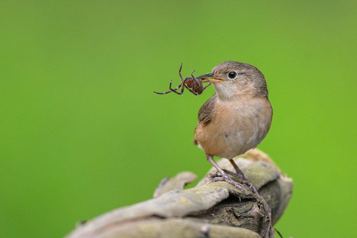 Southern House Wren - ML646894023