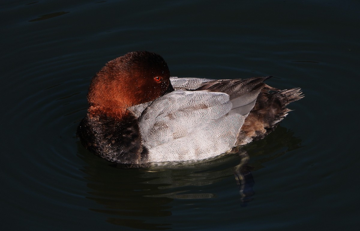 紅頭潛鴨 - ML646894024