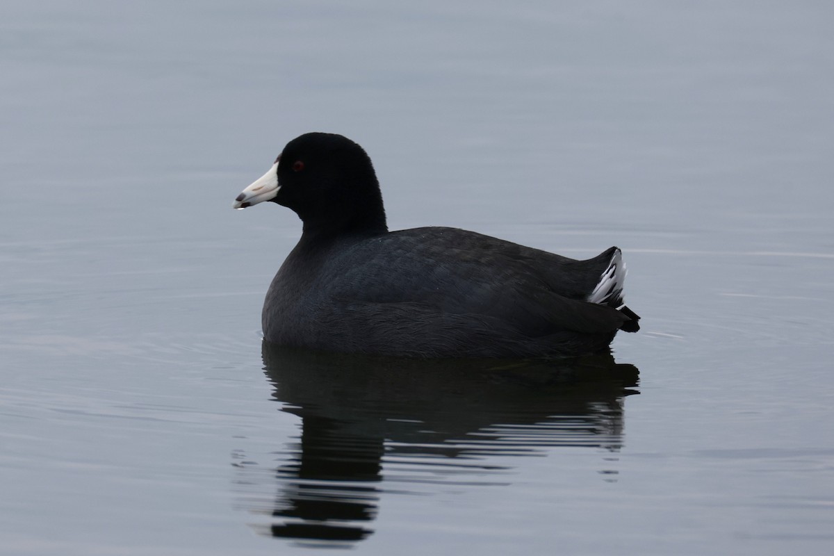 American Coot - ML646894025