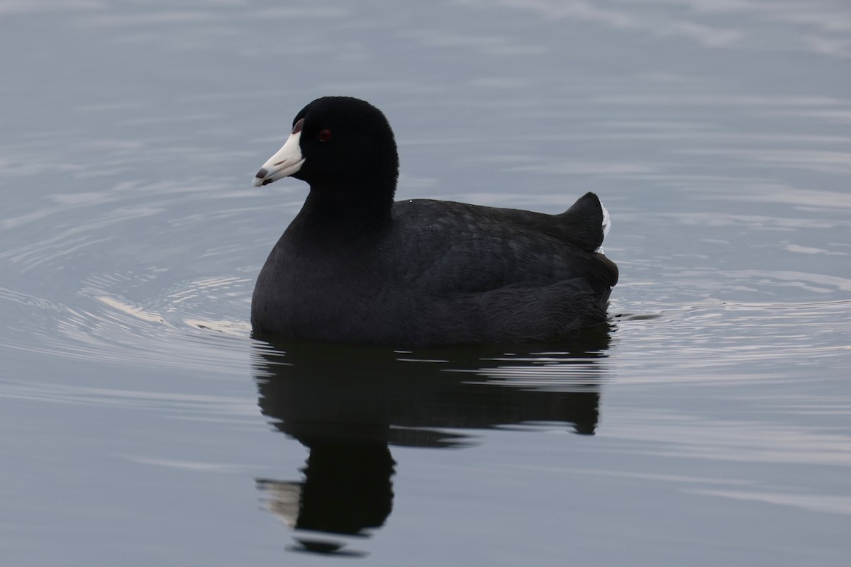 American Coot - ML646894026