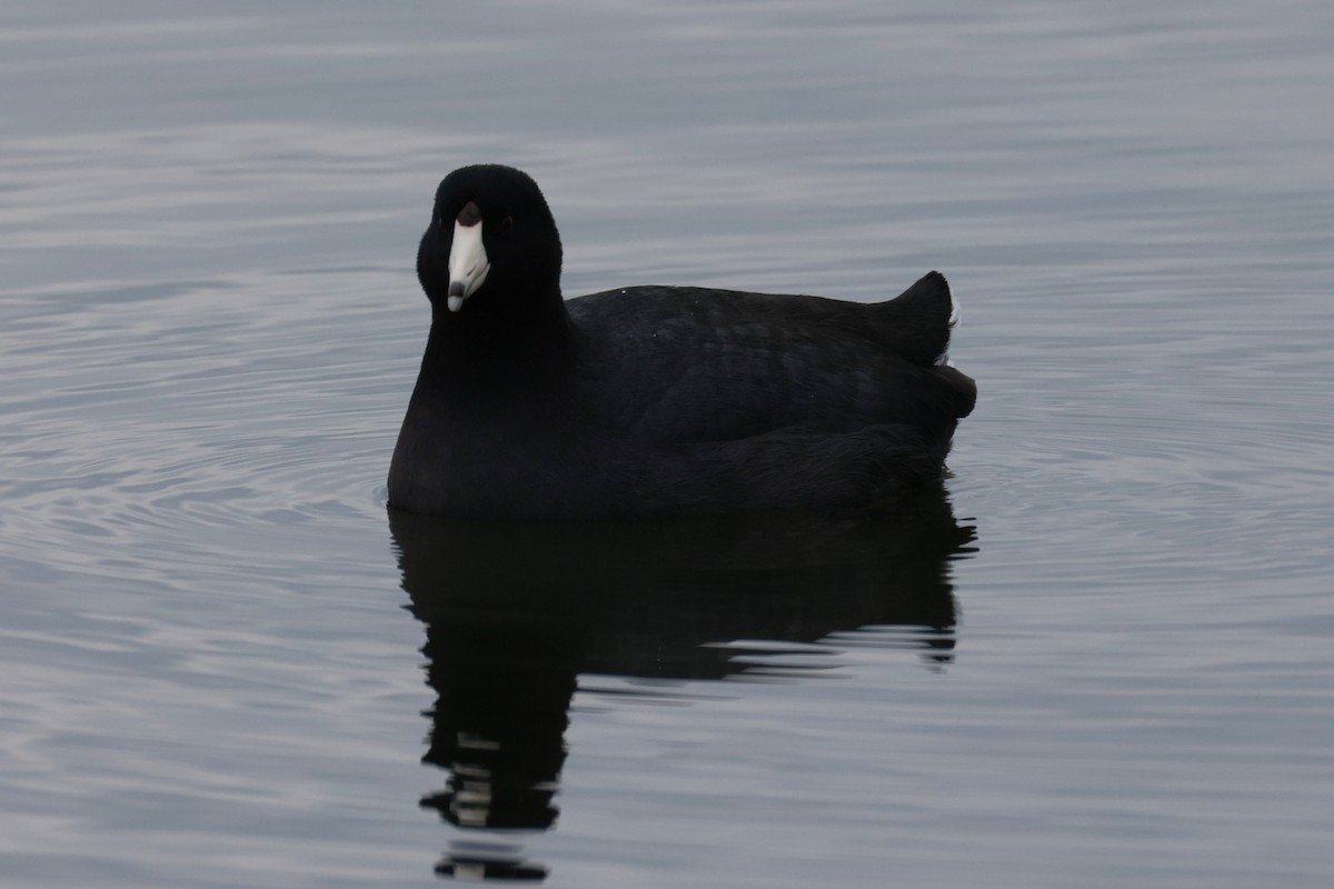 American Coot - ML646894027