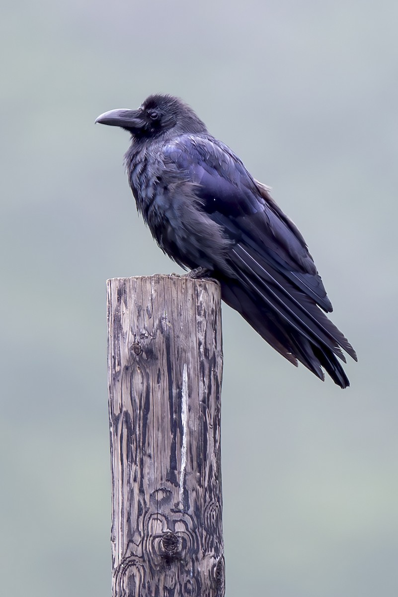 Large-billed Crow - ML646894029