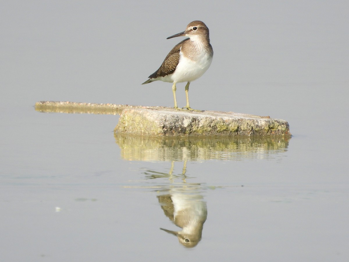 strandsnipe - ML646894030