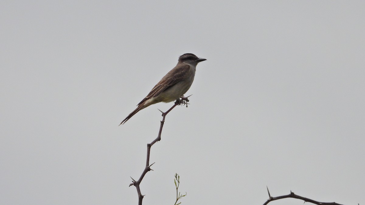 Graumaskentyrann - ML646894031