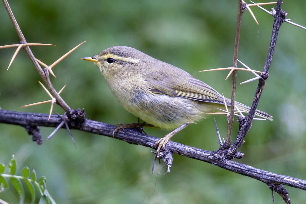 Вівчарик гімалайський (підвид occisinensis) - ML646894032