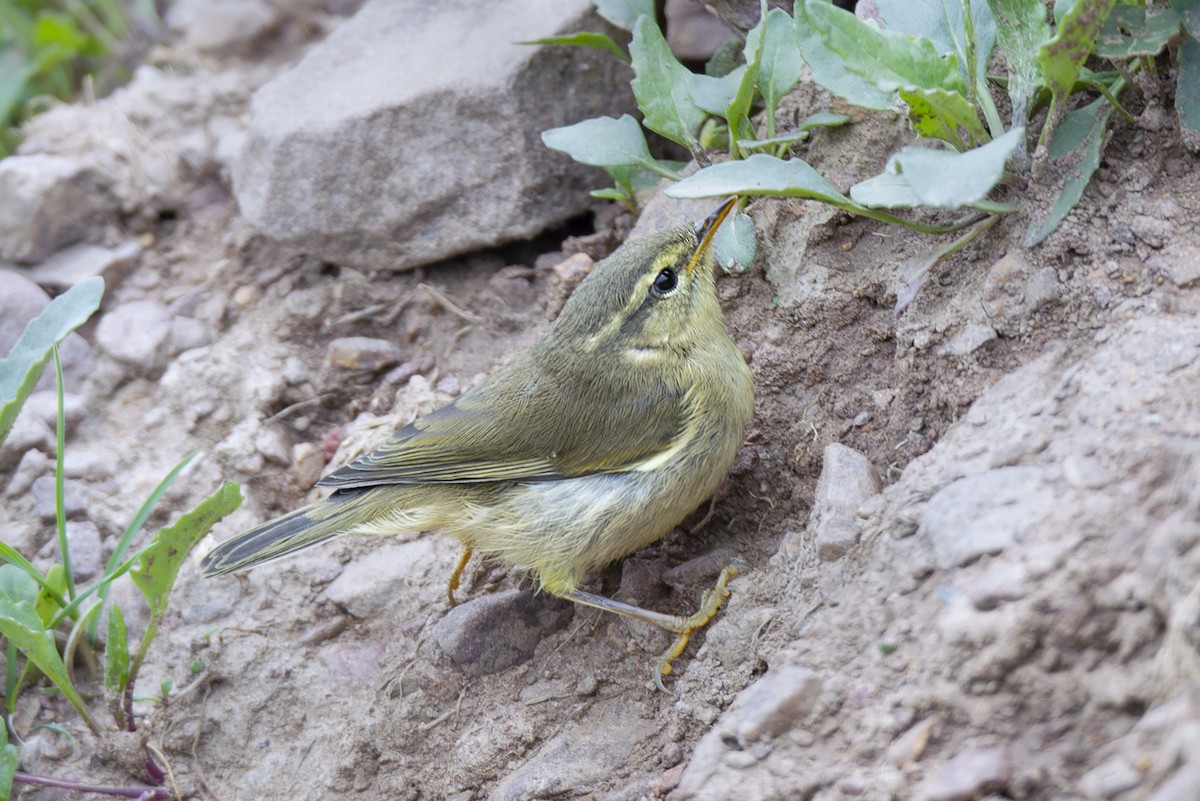 skrentsanger (occisinensis) - ML646894033