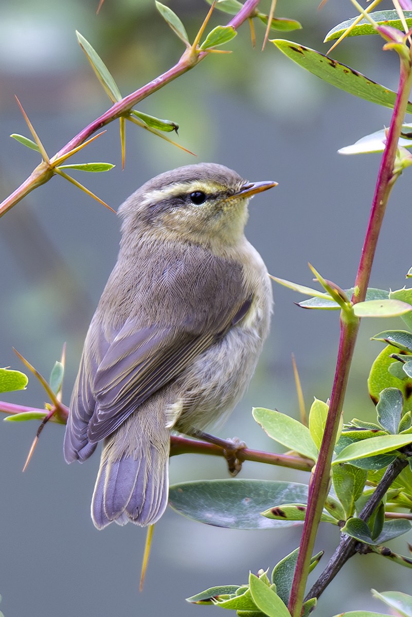 Вівчарик гімалайський (підвид occisinensis) - ML646894034