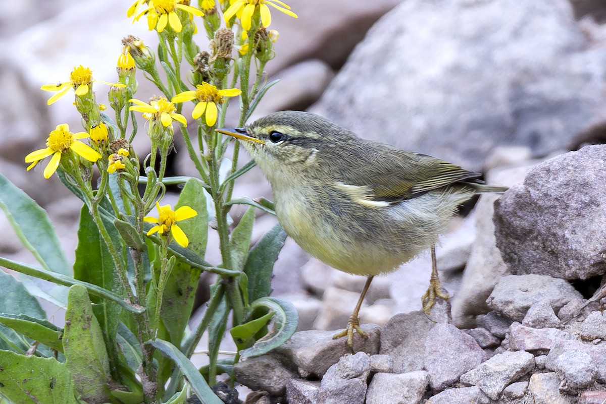 Вівчарик гімалайський (підвид occisinensis) - ML646894035