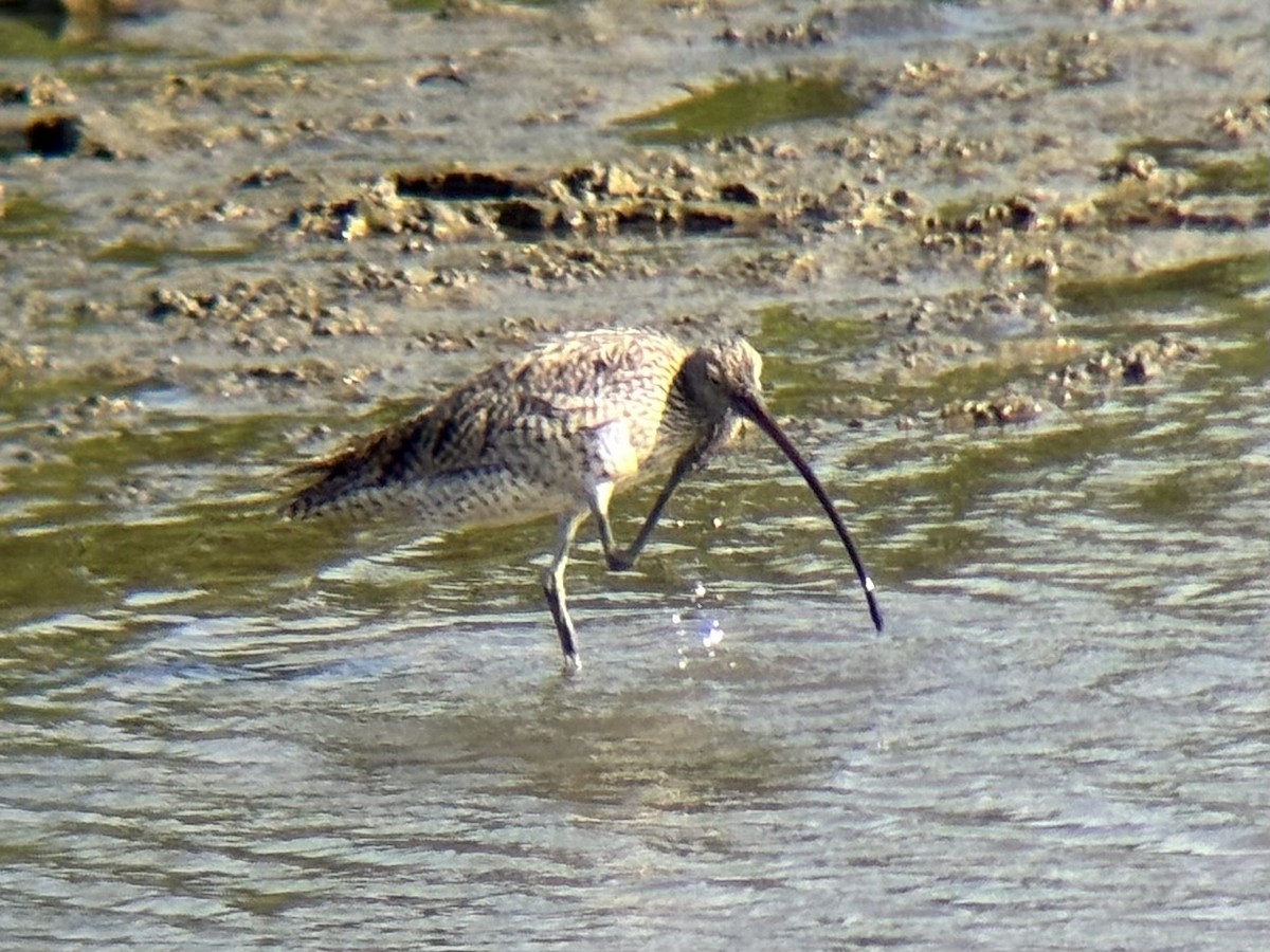 østspove - ML646894036