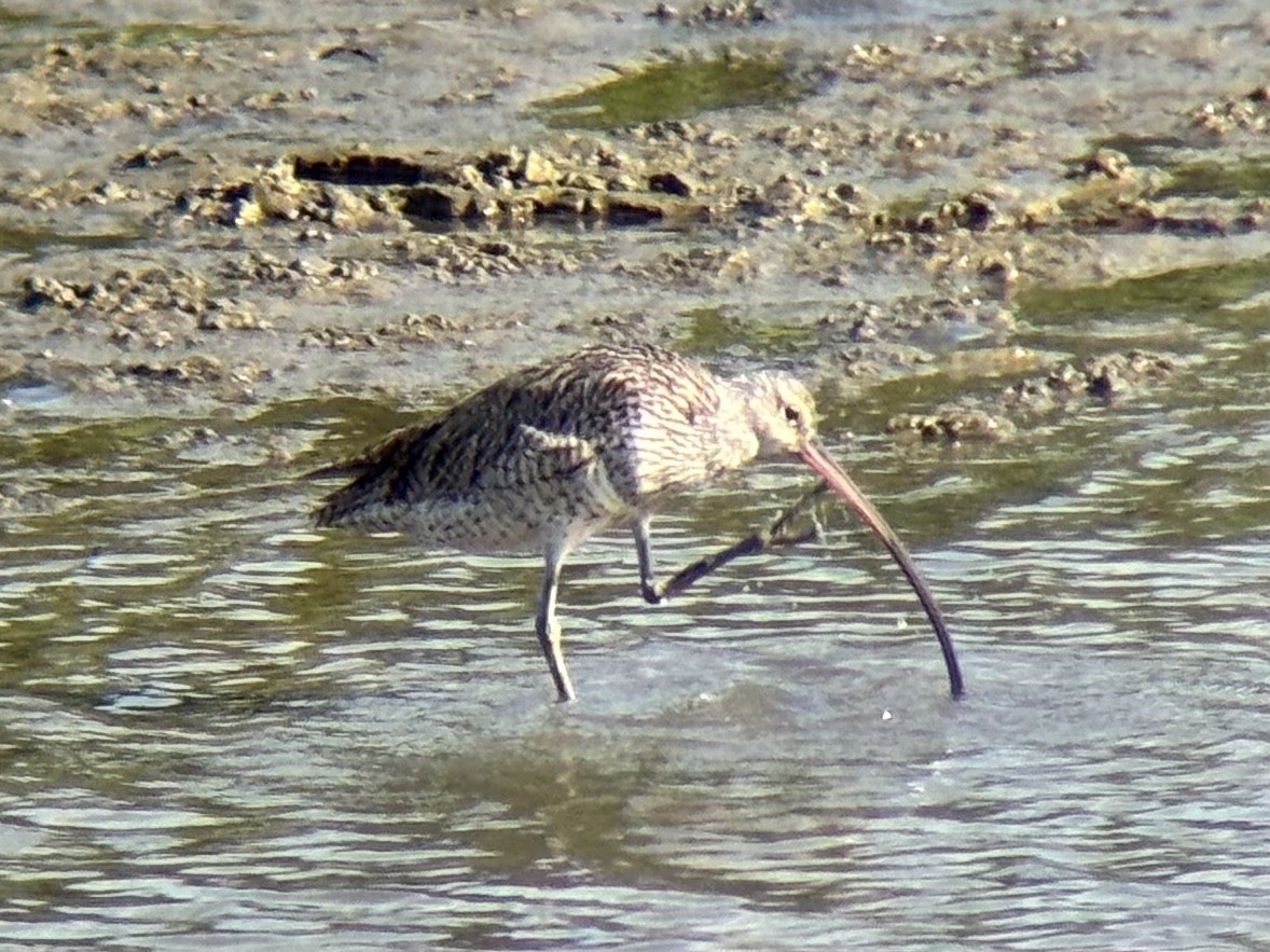 østspove - ML646894037