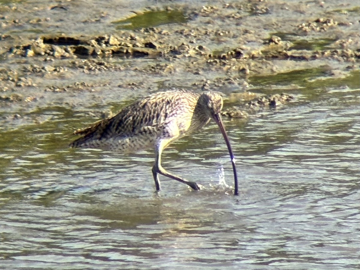 østspove - ML646894038