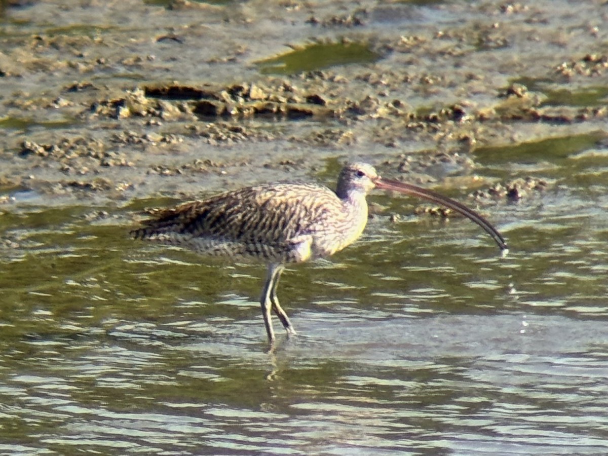 østspove - ML646894039