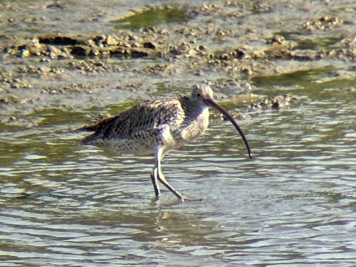 østspove - ML646894041