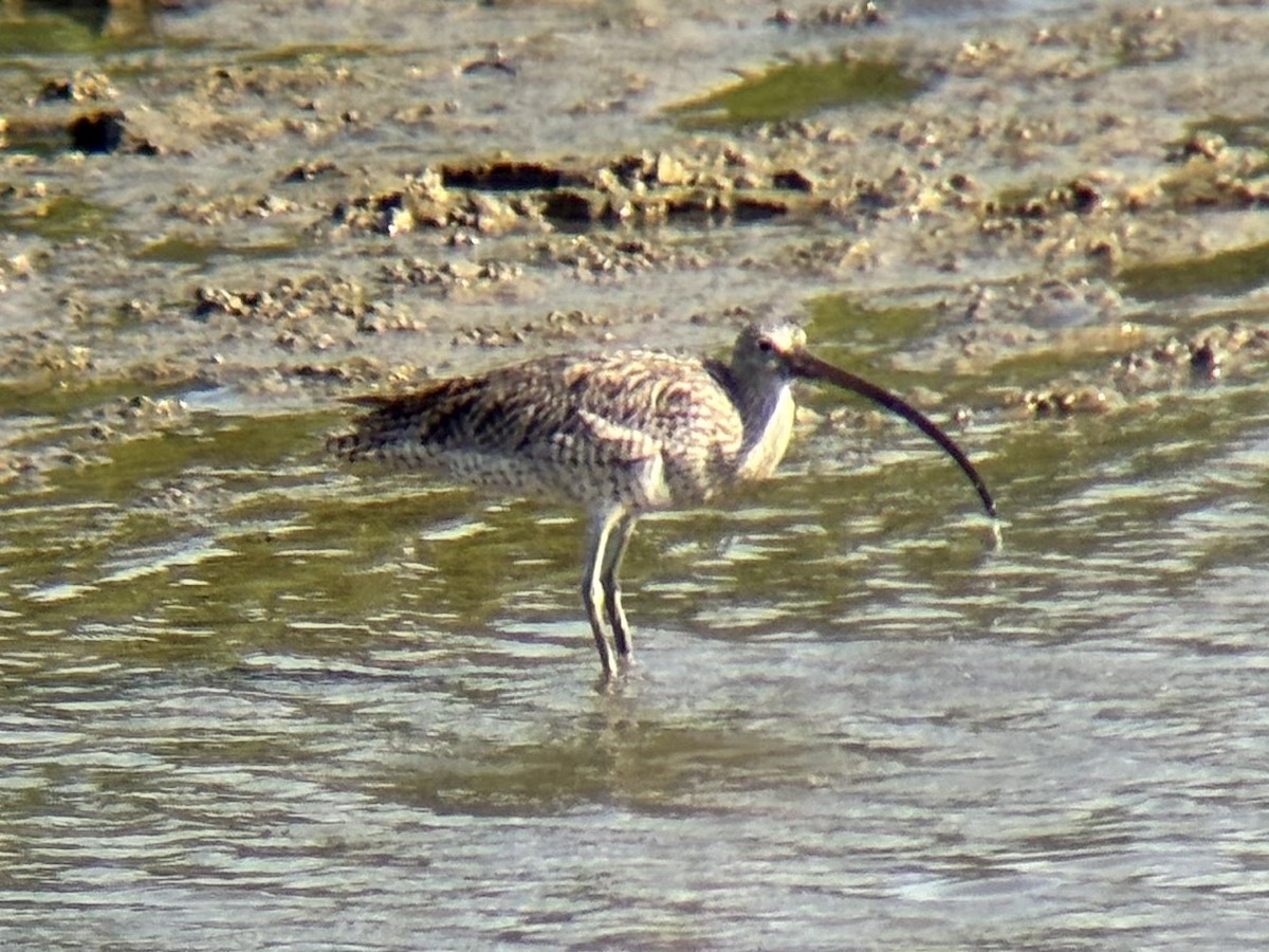 østspove - ML646894042