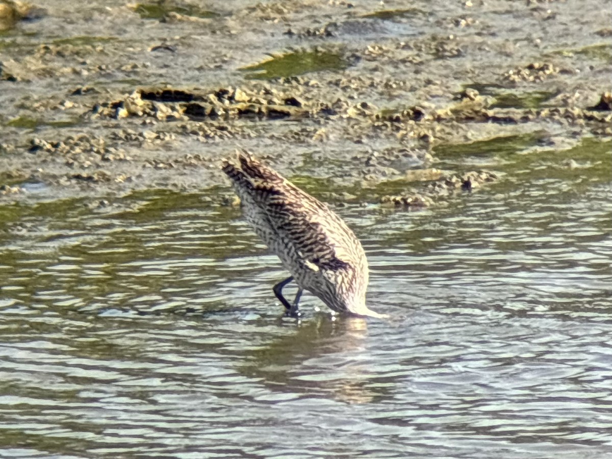 østspove - ML646894043