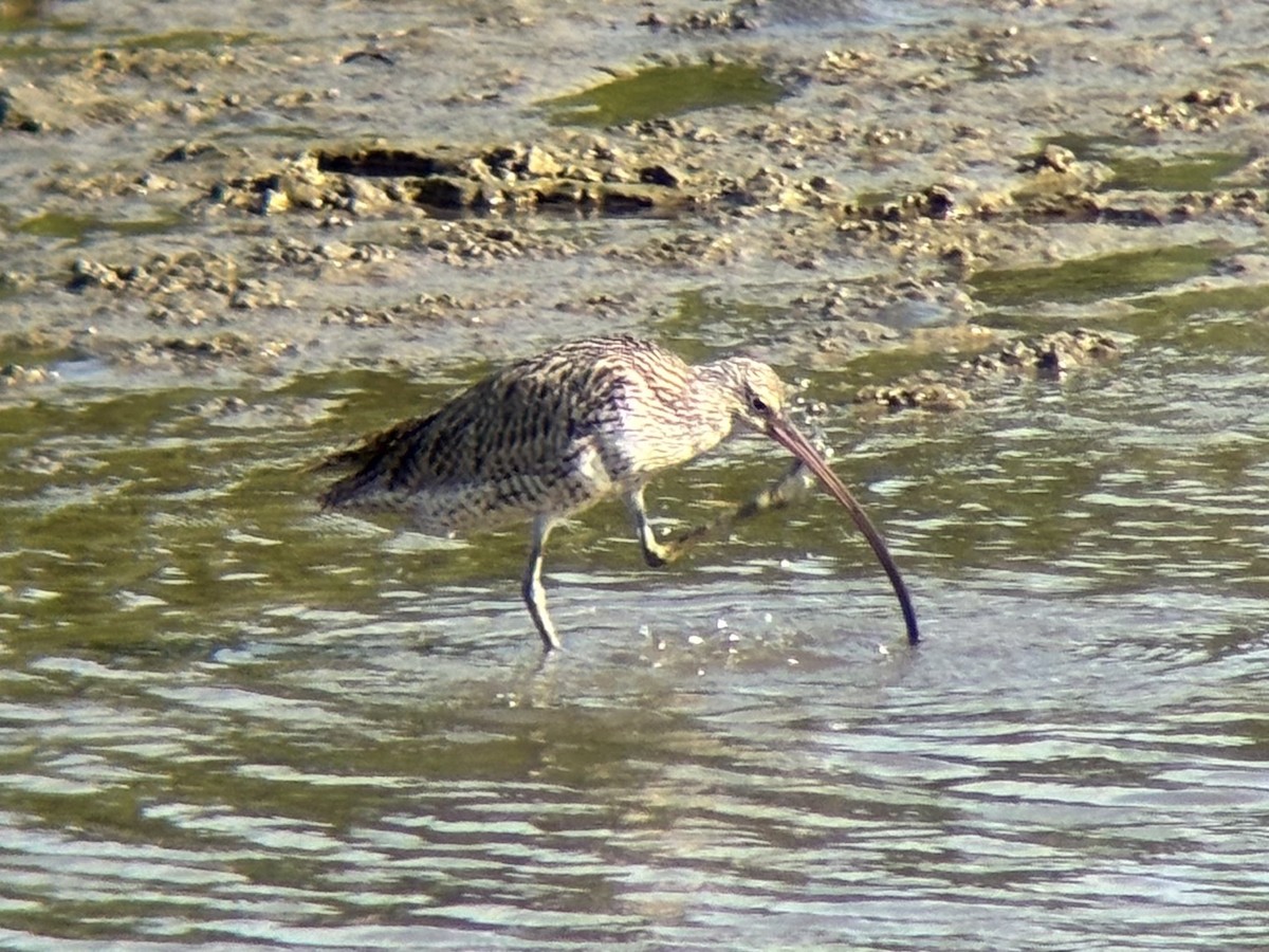 østspove - ML646894044