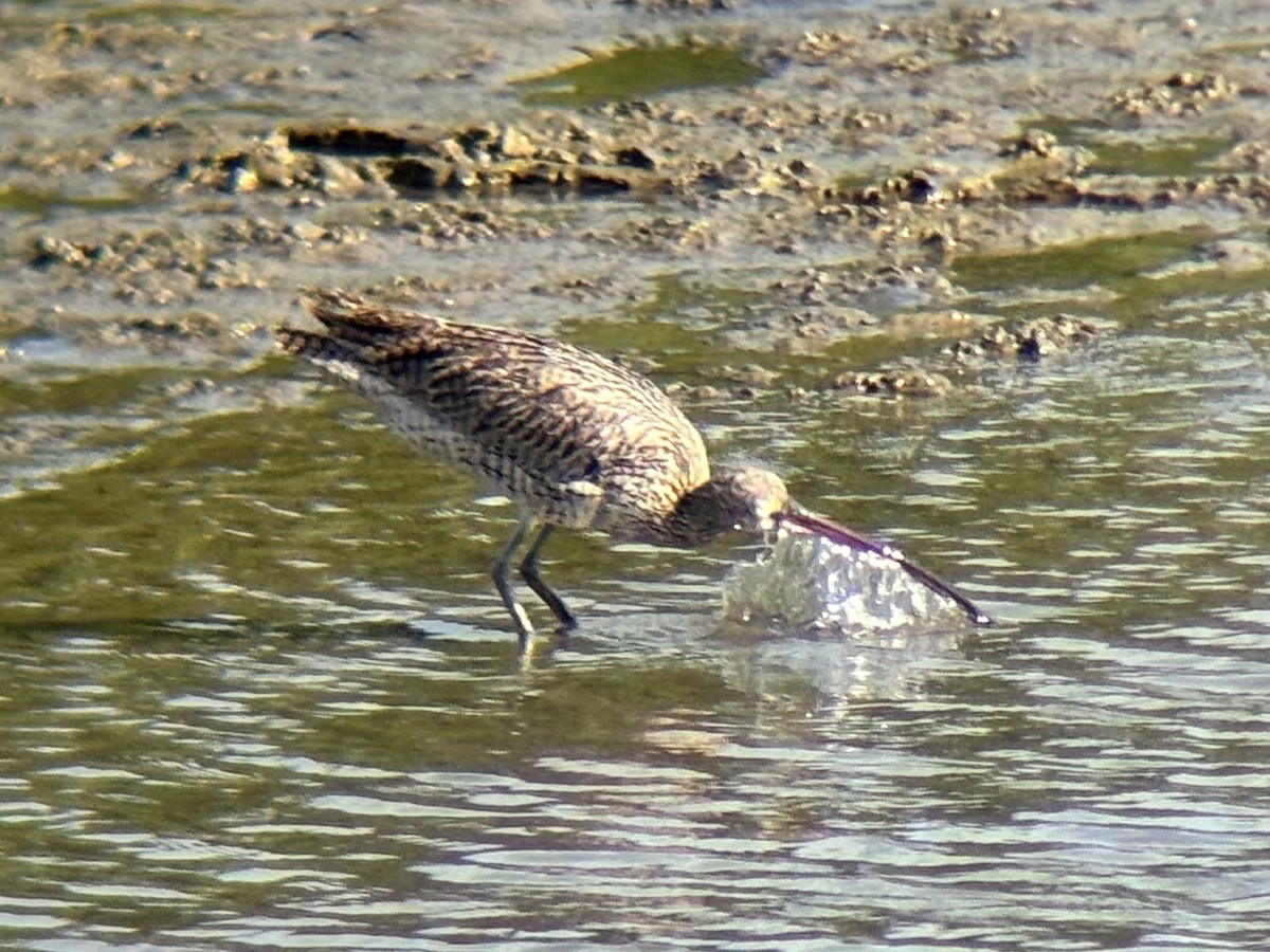 østspove - ML646894045