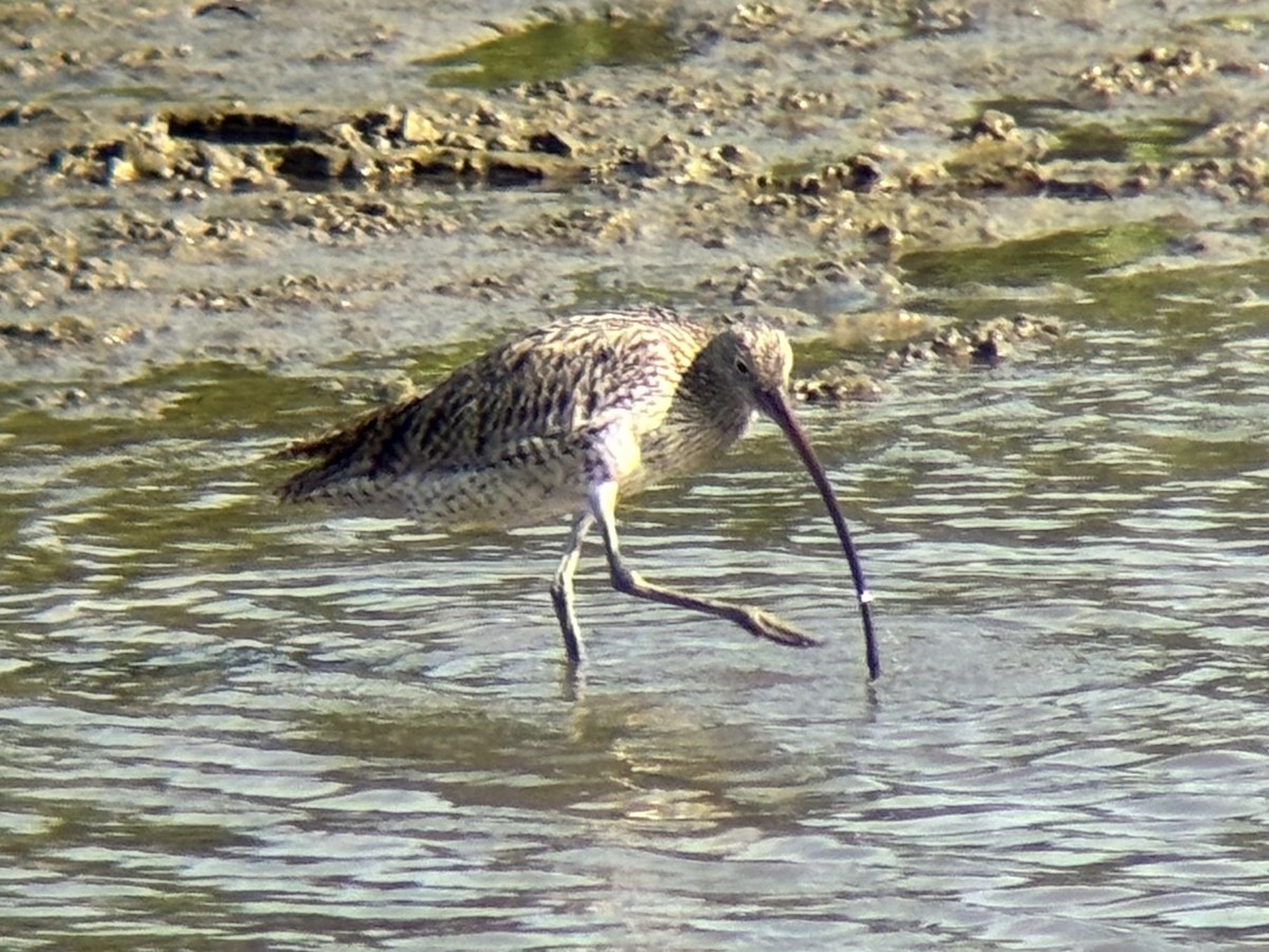 østspove - ML646894046