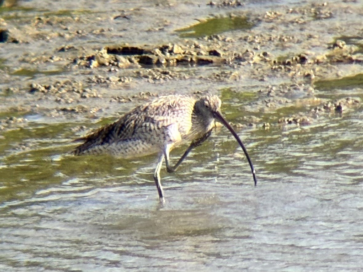 østspove - ML646894047