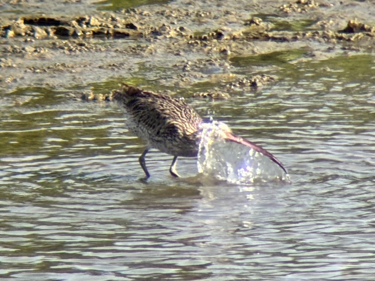 østspove - ML646894048