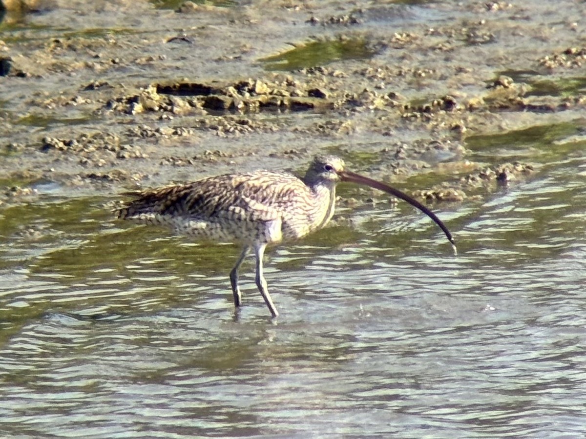 østspove - ML646894049