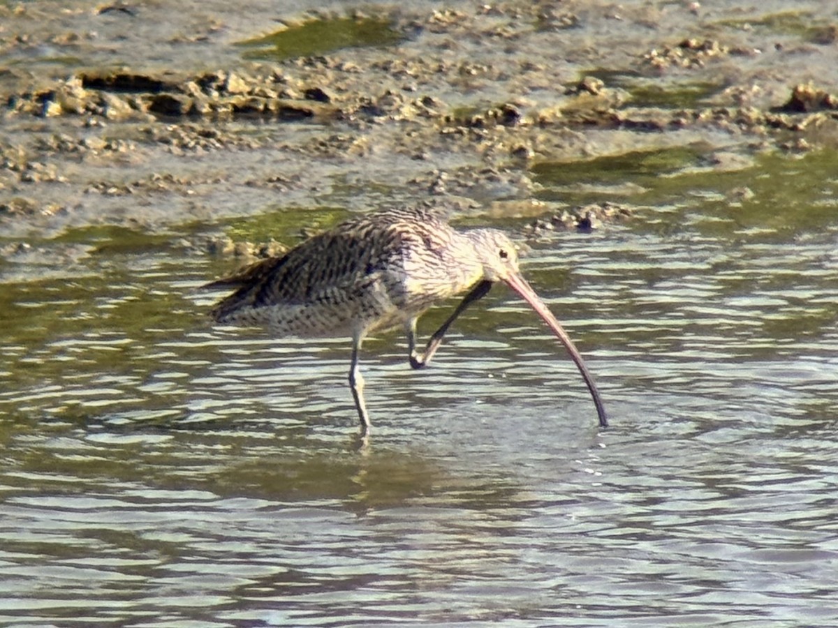 østspove - ML646894050