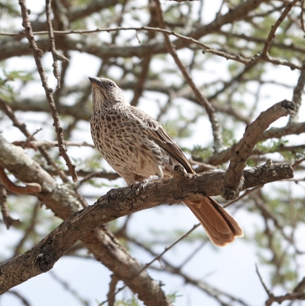 rødstjertvever - ML646894051