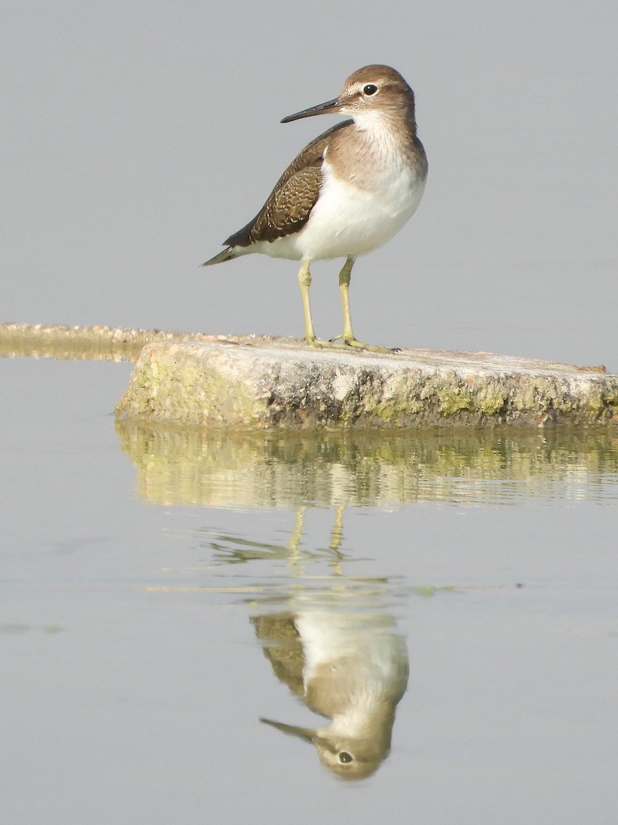 strandsnipe - ML646894052