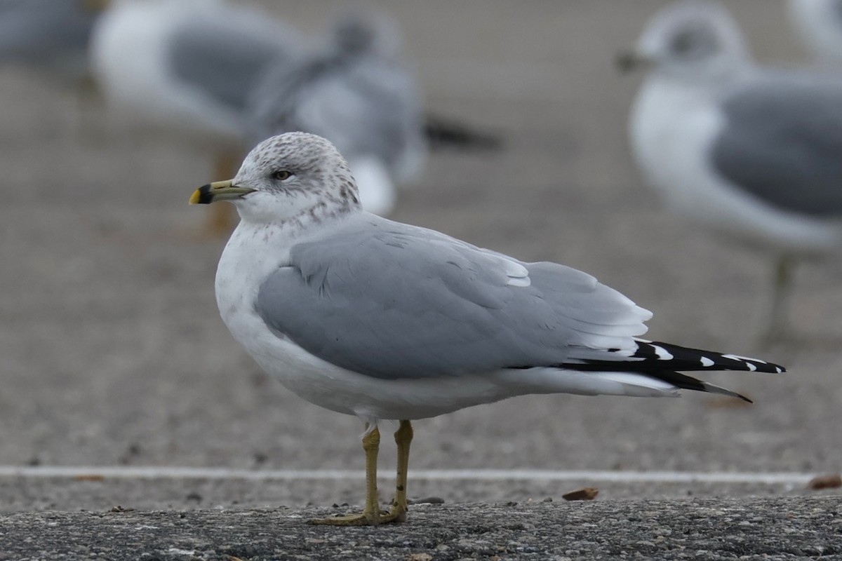 Ring-billed Gull - ML646894053