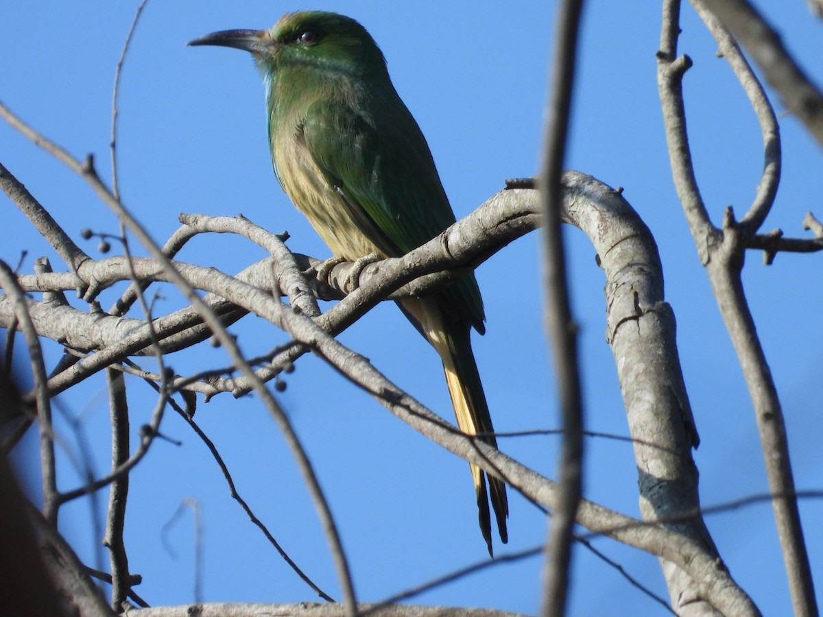 Blue-bearded Bee-eater - ML646894054