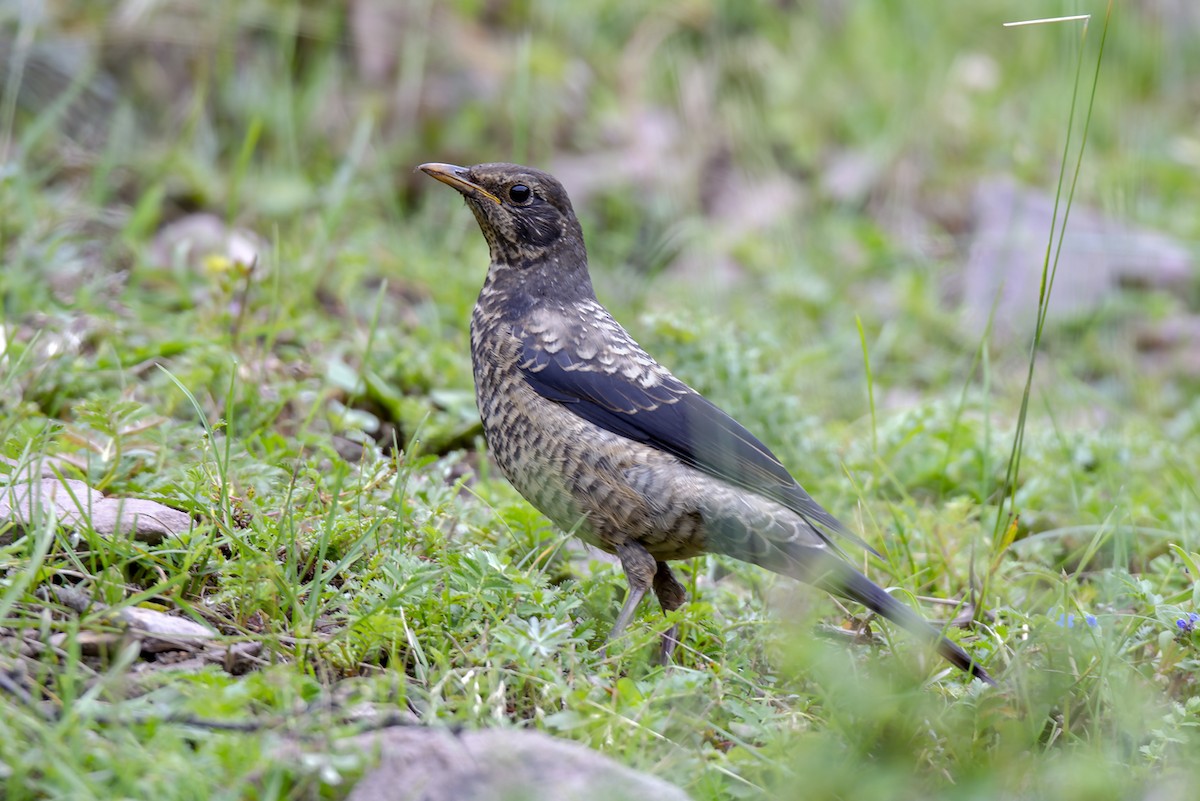 rododendrontrost - ML646894055