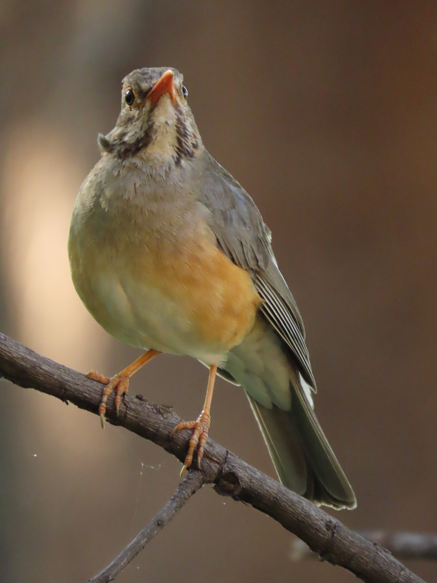 Kurrichane Thrush - ML646894056