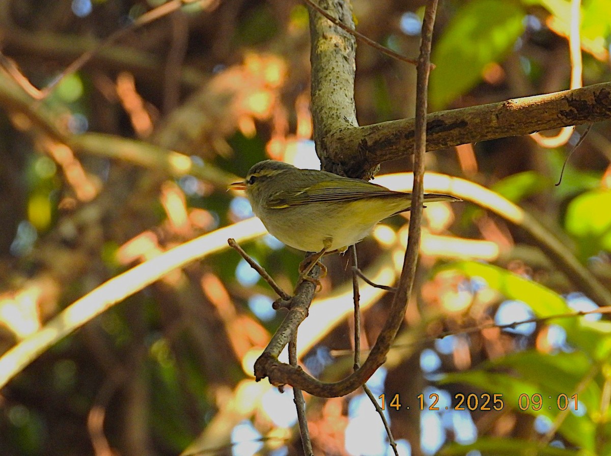 østsanger - ML646894057