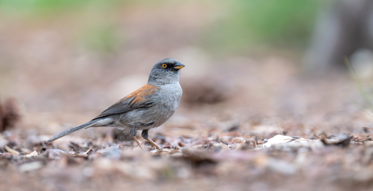 Yellow-eyed Junco - ML646894058