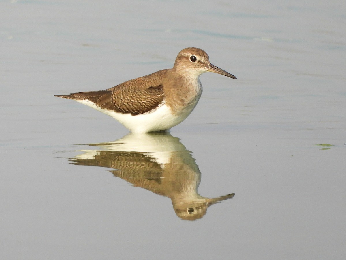 strandsnipe - ML646894059