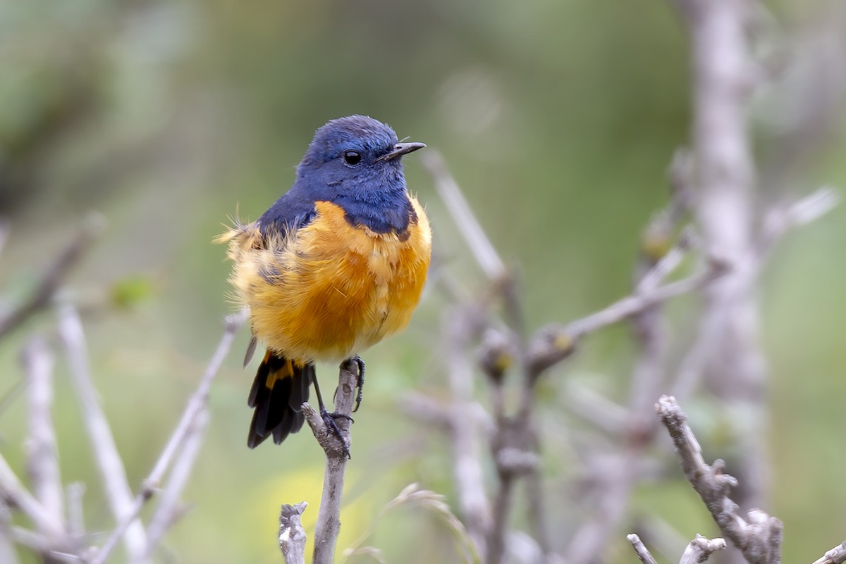 blåhoderødstjert - ML646894062