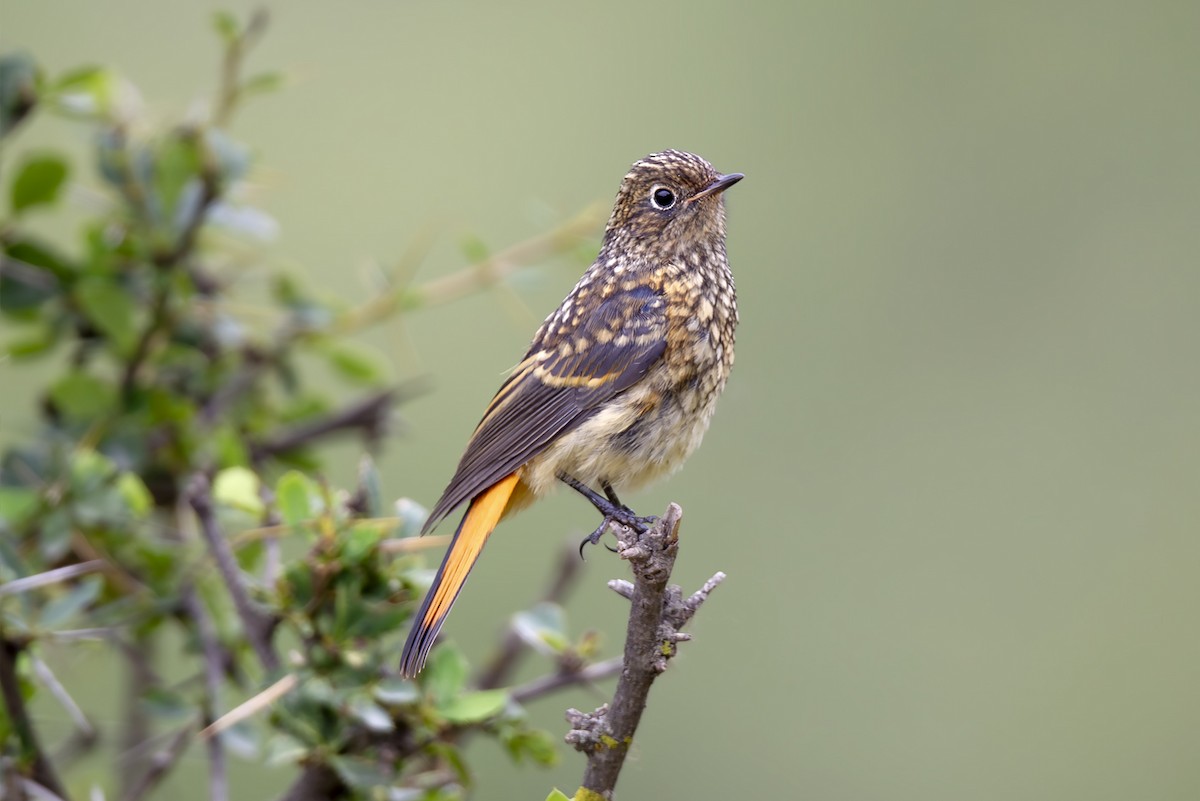 blåhoderødstjert - ML646894063