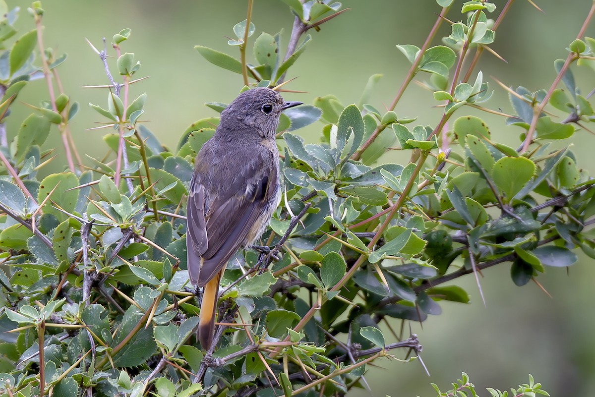 blåhoderødstjert - ML646894064