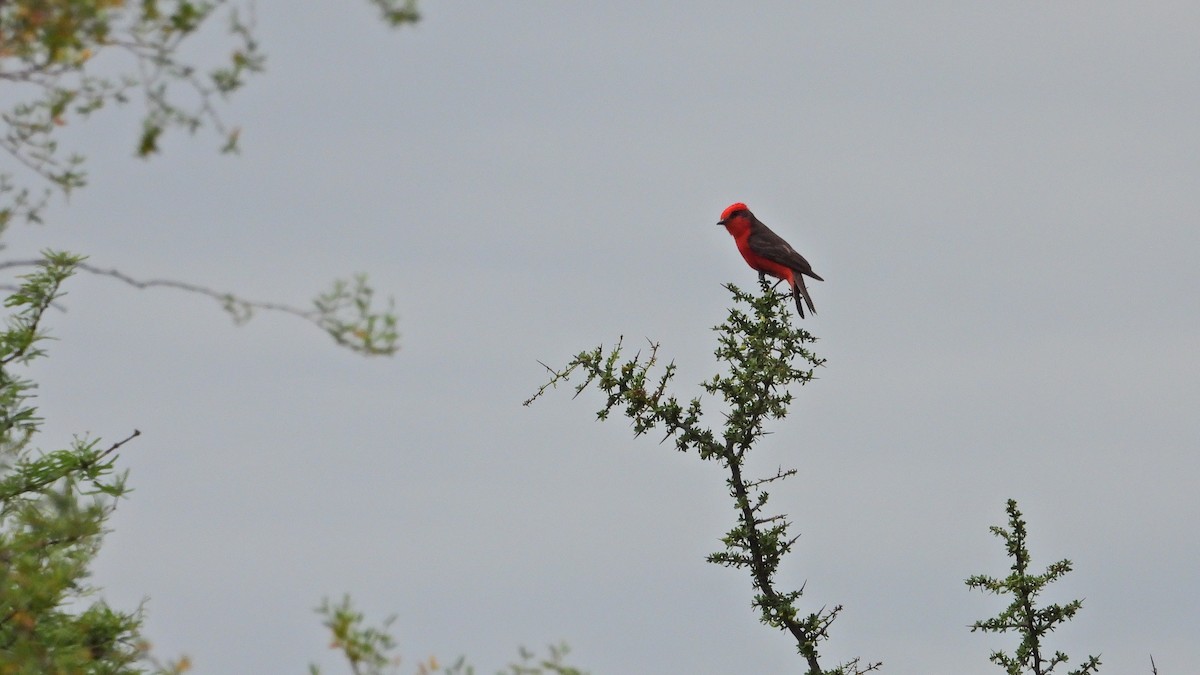 Rubintyrann - ML646894066