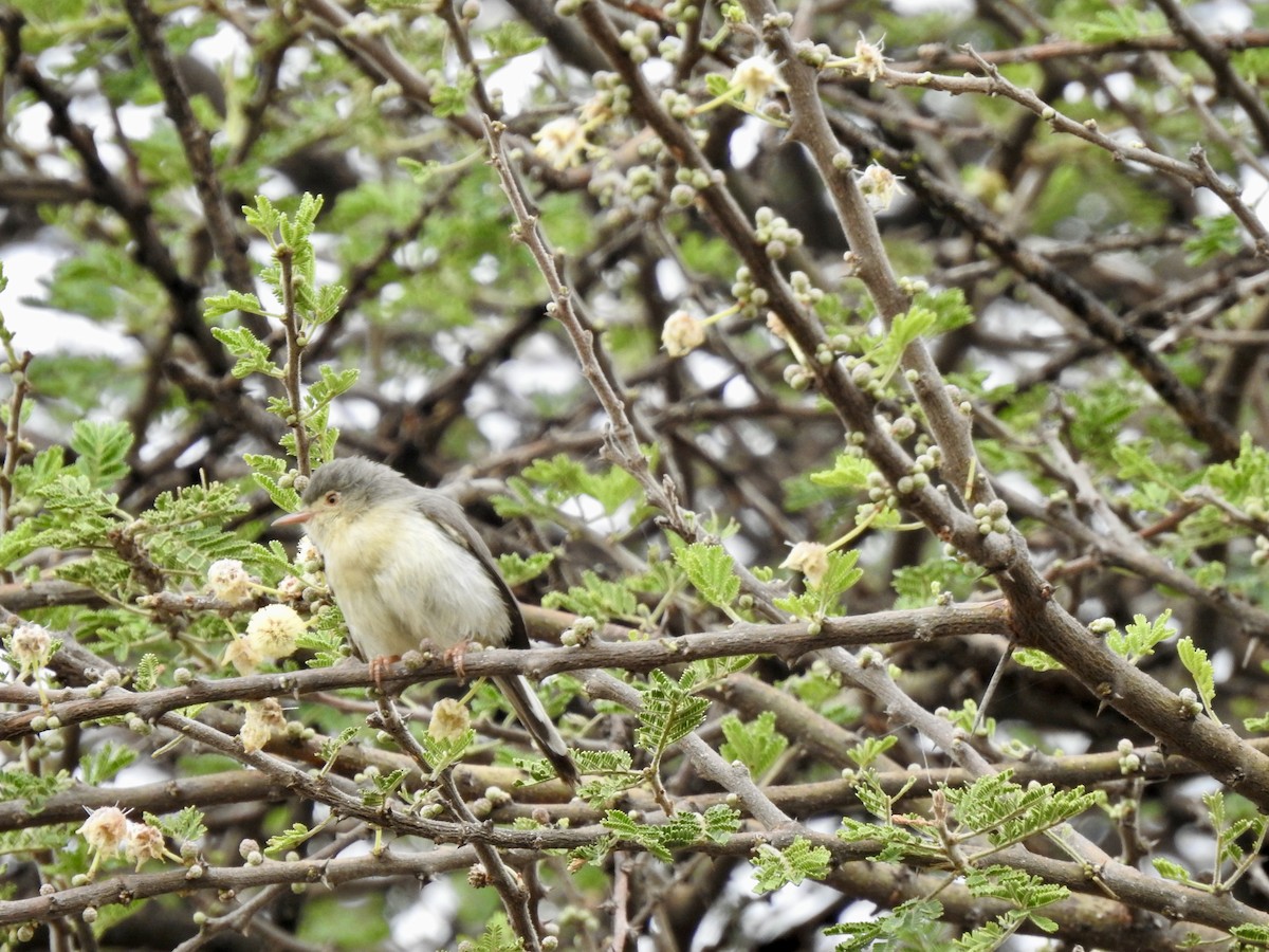Buff-bellied Warbler - ML646894067