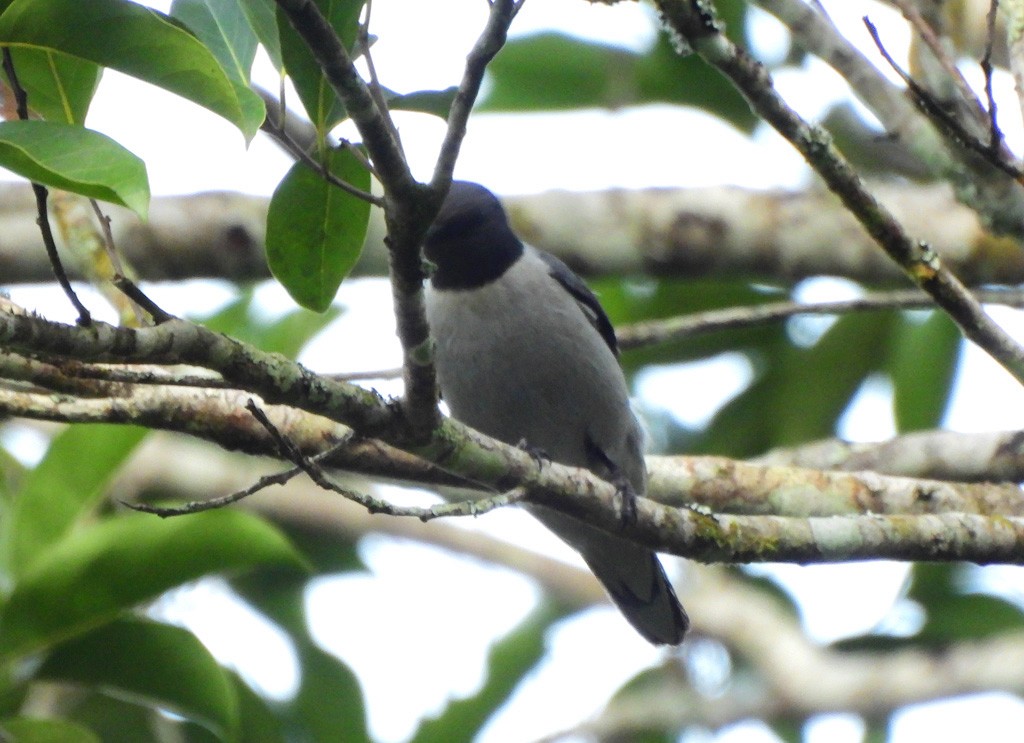 askelarveeter - ML646894068