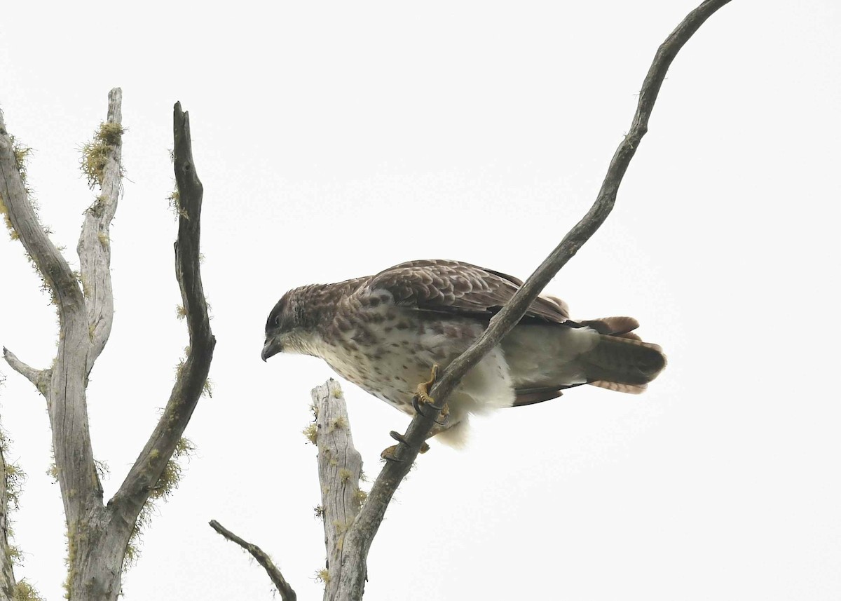 Hawaiian Hawk - ML646894069